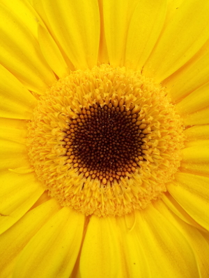 File Juggling with Sunflower